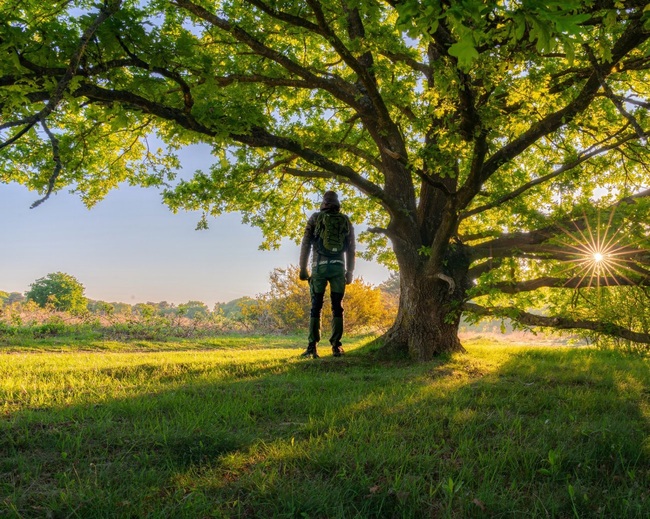 Robin stands under a broad old oak at sunrise, the low sun starring through the branches over a grass clearing.