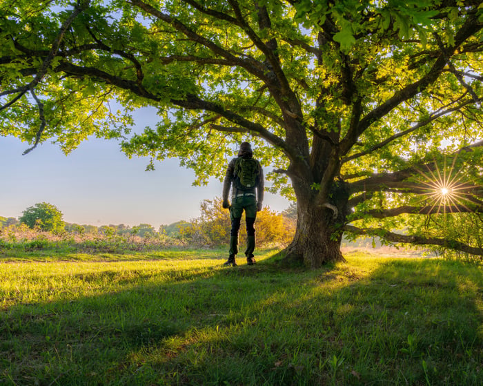 A walker stands under a broad old oak at sunrise, the low sun starring through the branches over a grass clearing.