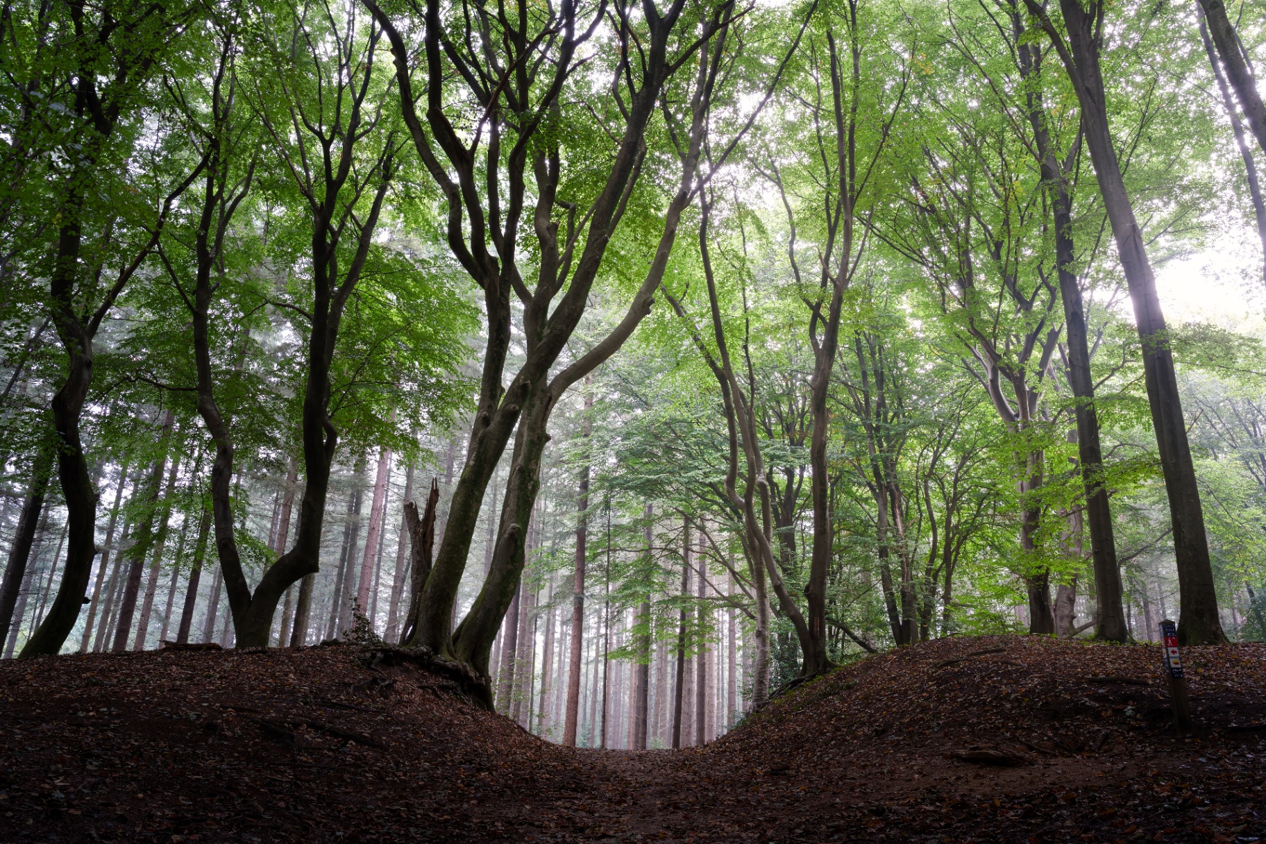Twisted beech branches reach into a luminous green canopy.