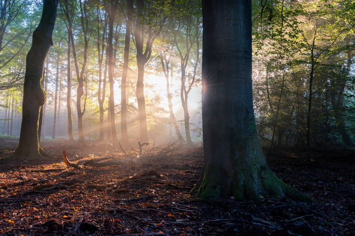 Gouden ochtendlicht door een bos van beuk en den, met mist tussen de stammen.