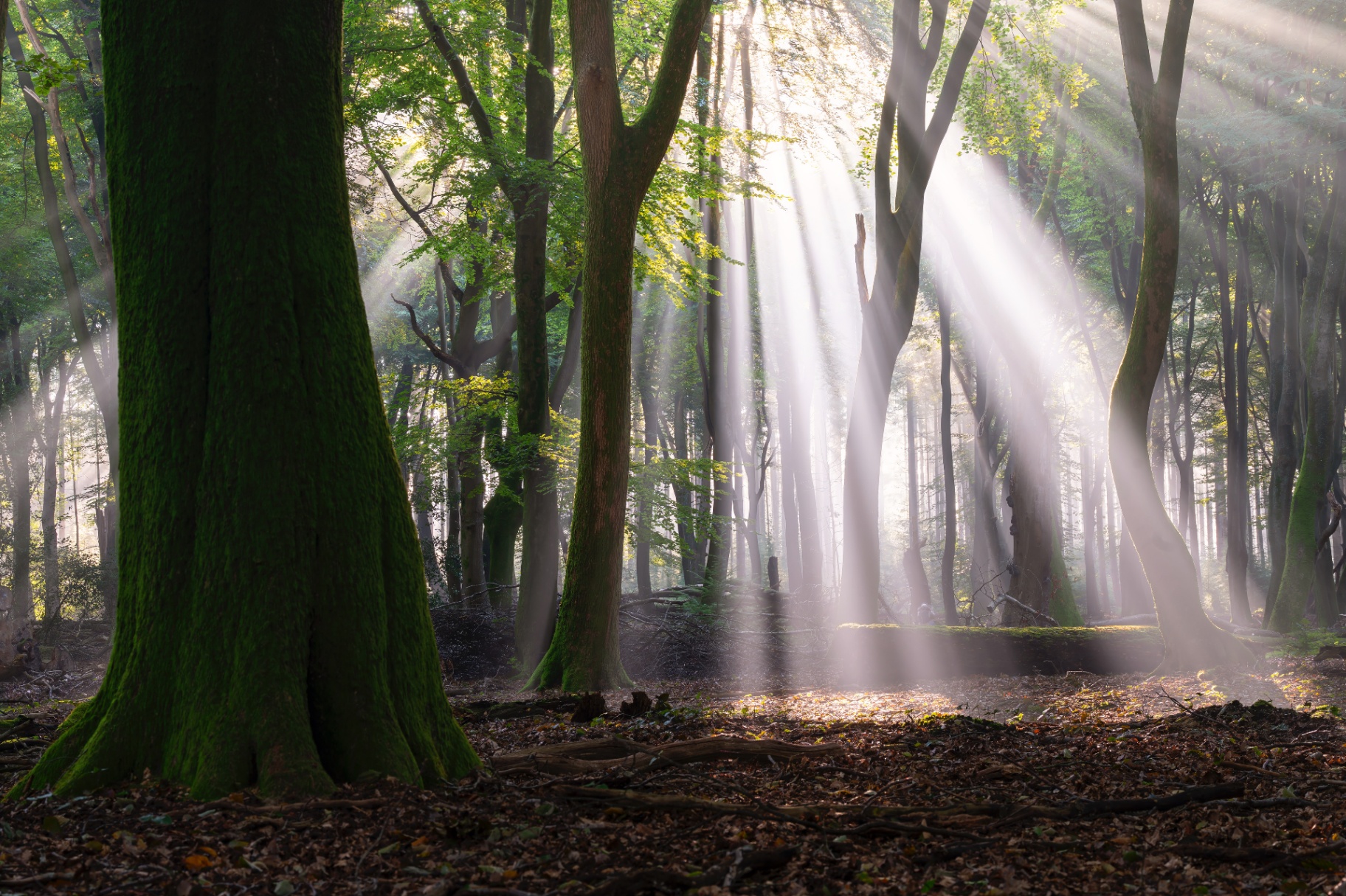 Cathedral of light rays through a beech forest at dawn, a mossy trunk in the foreground.