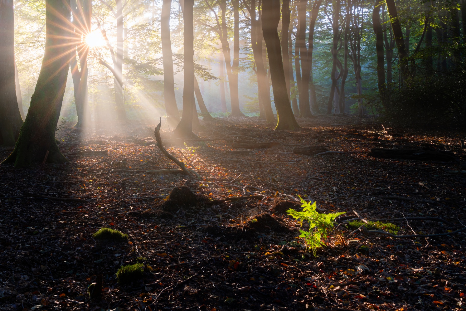 A sunburst through tall trees illuminates a single bright green fern on the forest floor.