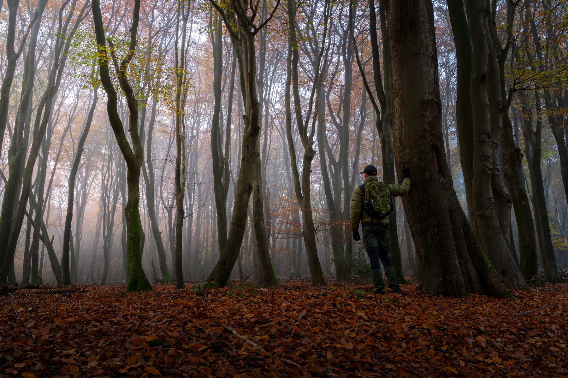A figure in an olive jacket rests a hand on a beech trunk in an autumn mist.