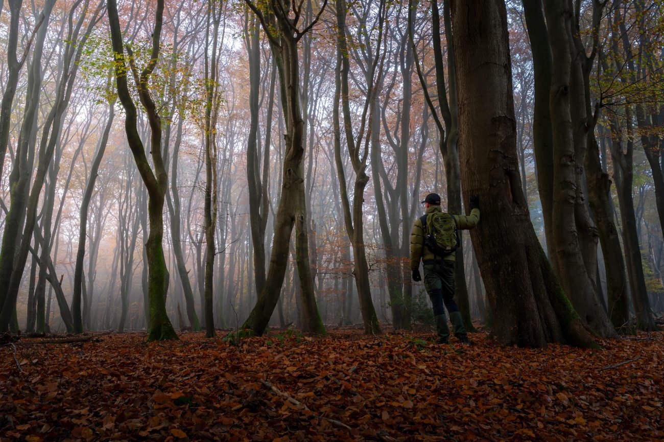 Robin, in an olive jacket, rests a hand on a beech trunk in an autumn mist.