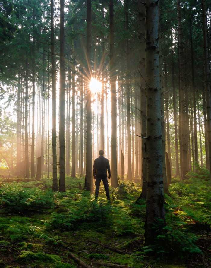 Robin staat in een zonnig bos en kijkt naar het licht dat door de bomen breekt.