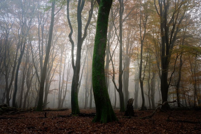 Een hal van slanke beukenstammen in herfstmist, met zacht licht door het bladerdak.
