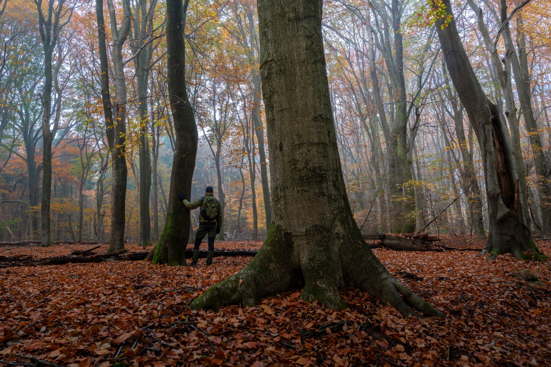 A small figure at the base of a wide beech tree amid a carpet of autumn leaves.