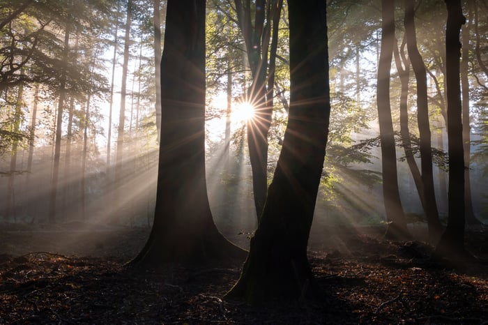 Een zonnester breekt tussen twee eeuwenoude beukenstammen door in een mistig Nederlands bos, met stralen die over de grond waaieren.
