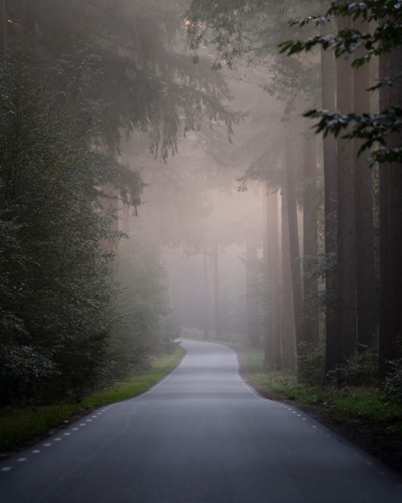 Een bochtige weg door een bos vol ochtendmist, met hoge dennen en zacht licht.
